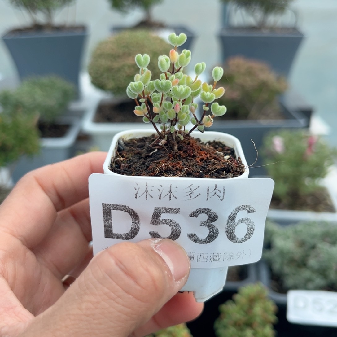 536实生莱斯枝干