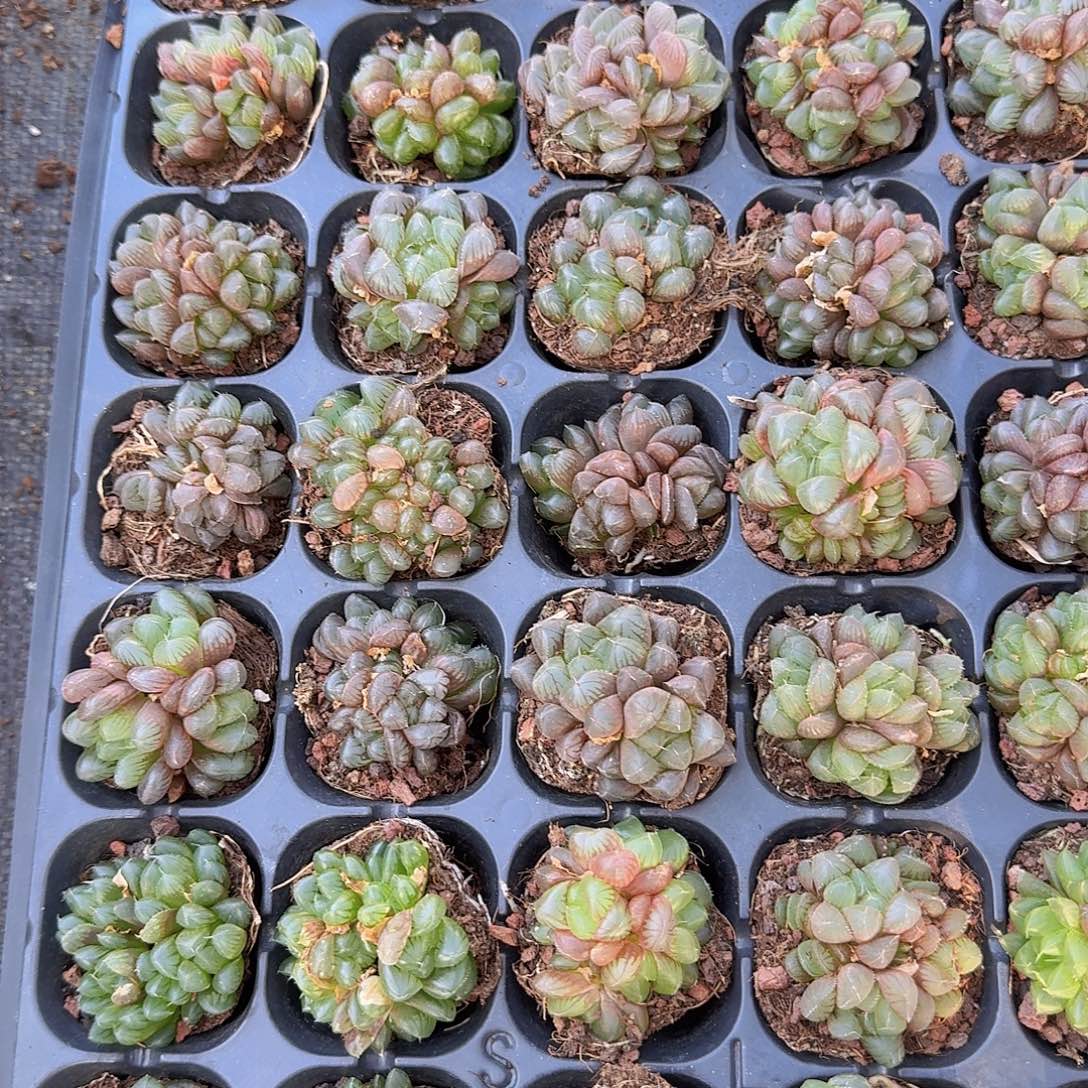 50孔玉露群生10颗带血盘量拍
