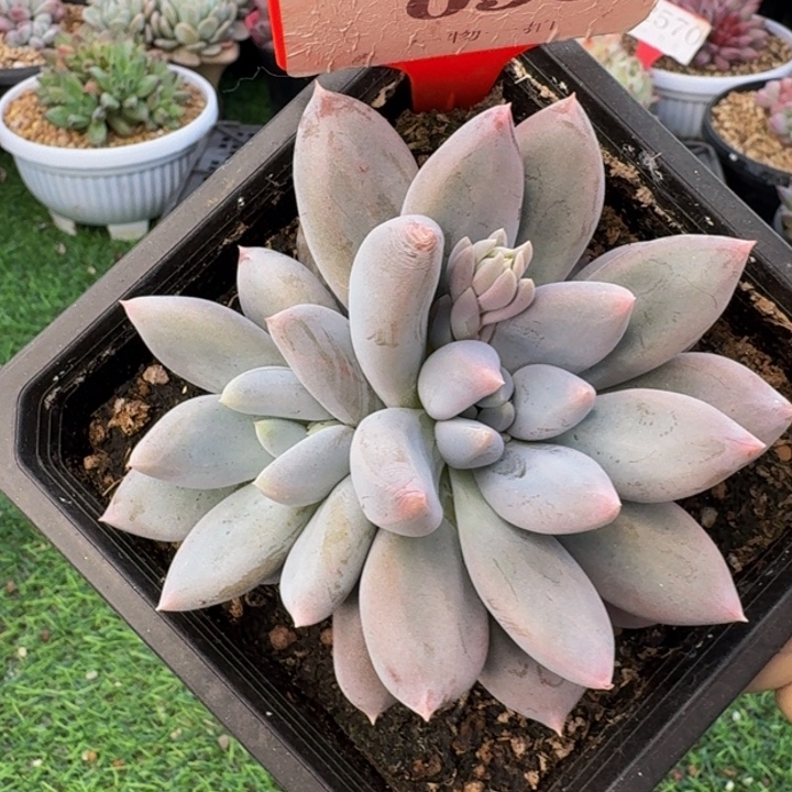 050多肉植物一物一拍