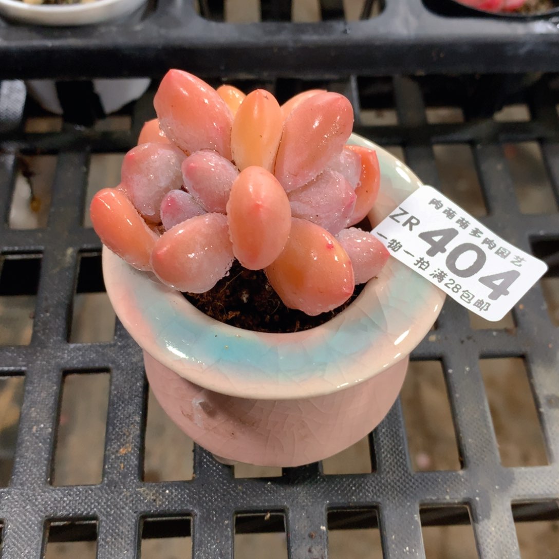 肉萌萌拇指盆精控多肉ZR404