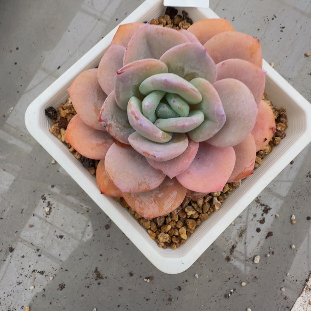 r r r r r r r r r r 59