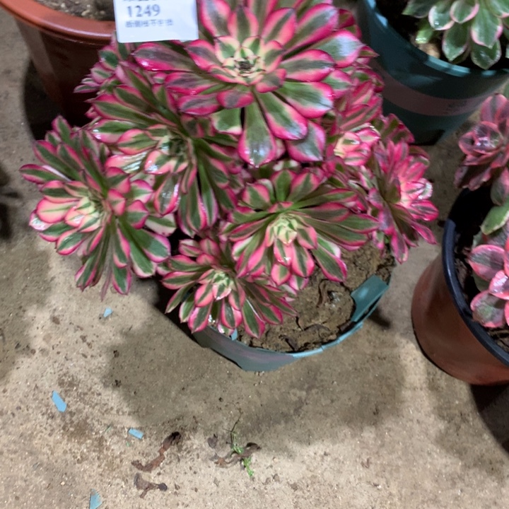 1249红铜多肉植物特价