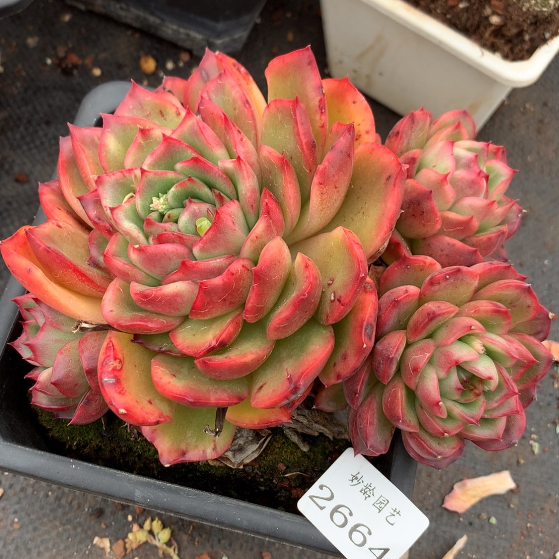 2664新年快乐发发发