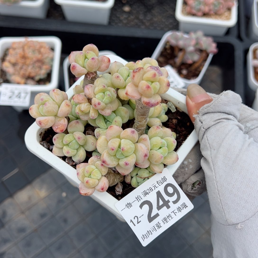 樱花罗绮多肉多肉多肉多肉多肉