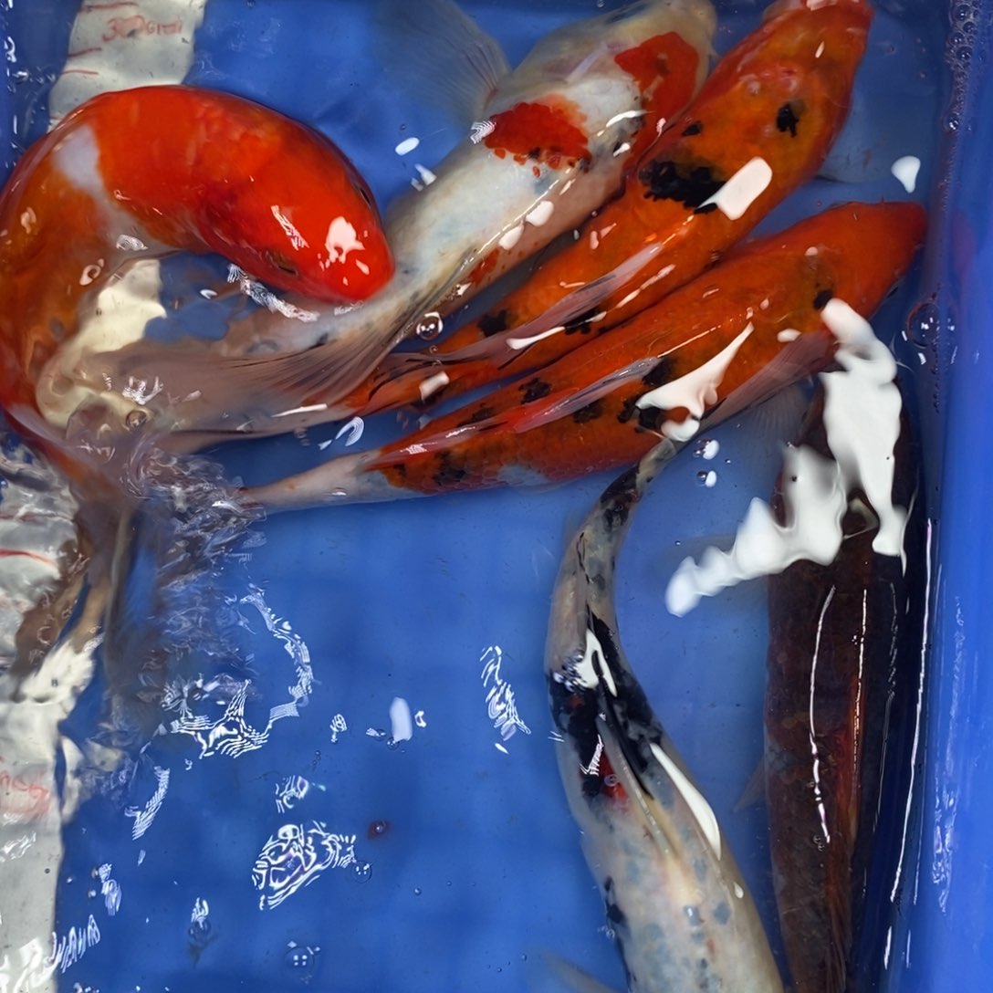 锦鲤冷水锦鲤包邮