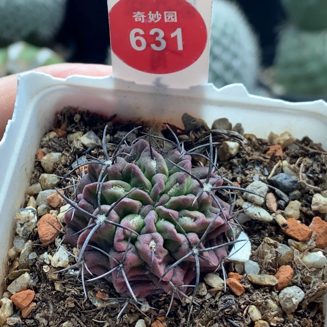 实生素妆玉3.2cm