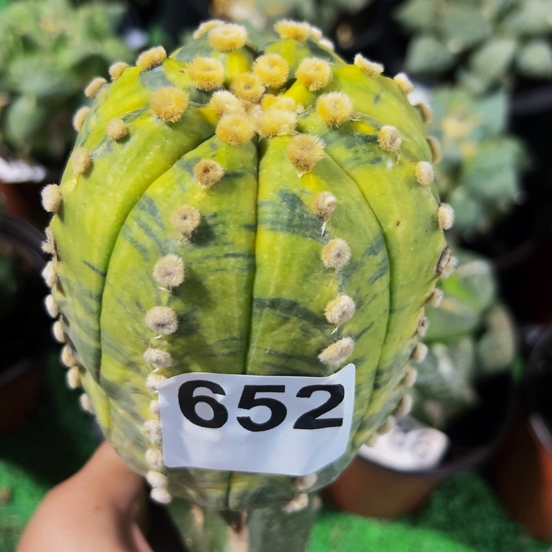 无花朵福利兜锦652