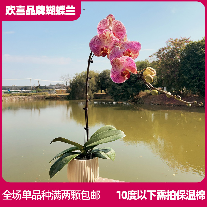 【和弦】精品蝴蝶兰3.5寸超大杯室内绿植