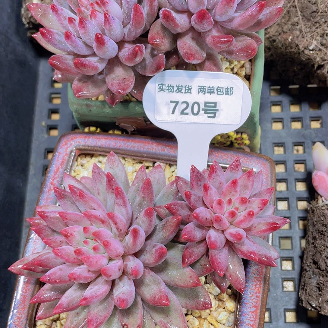 720号 全状态虞美人飘枝一颗