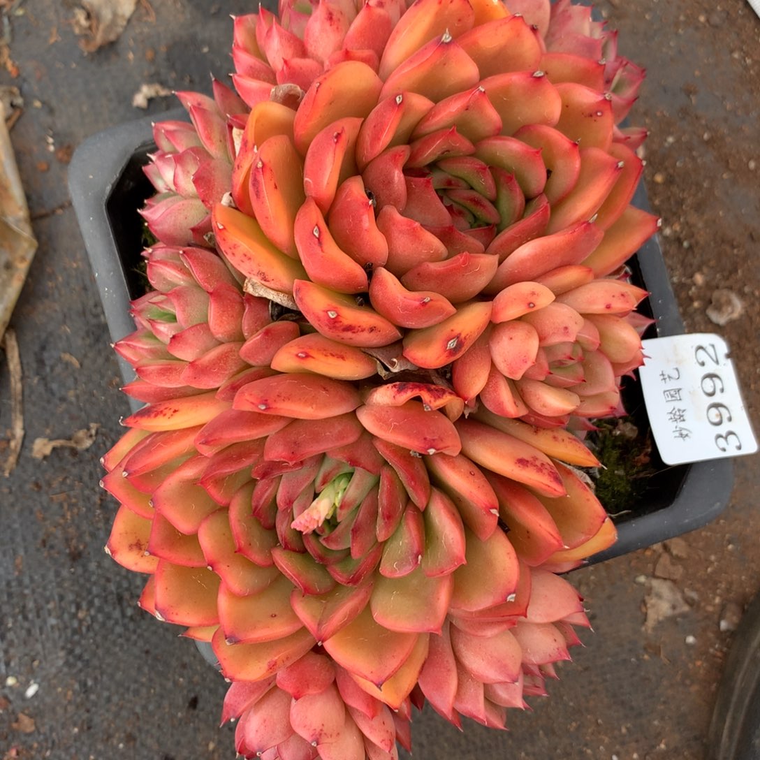  3992杂交多肉老桩