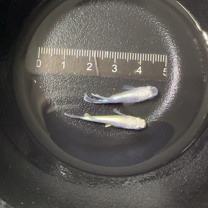 青鳉鱼观背青鱂75