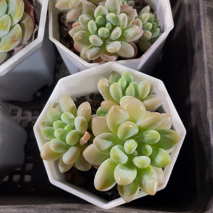 八角盆洛可可群带盆土发