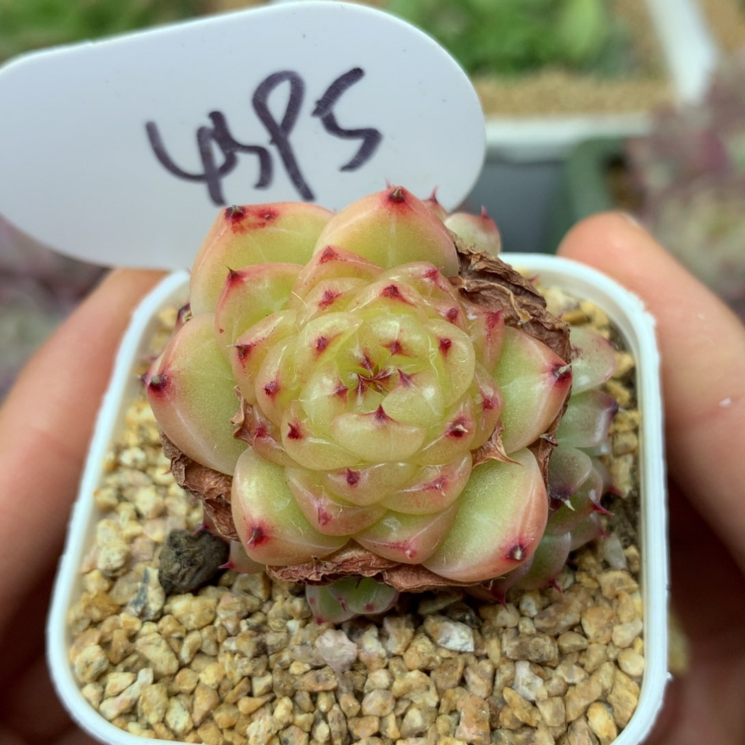 润玉珍妮捧花群4395