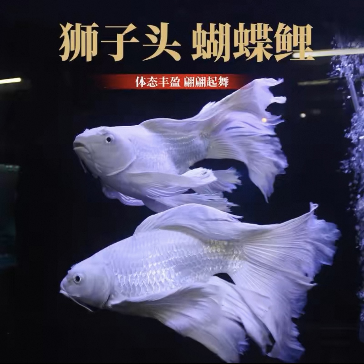 纯种台湾蝴蝶鲤石膏白贵妃体白普身身体活体发货8-12厘米
