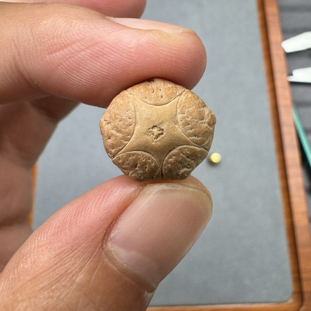 精品16+五星上将菩提凤眼菩提三通佛头，非质量问题开孔不退