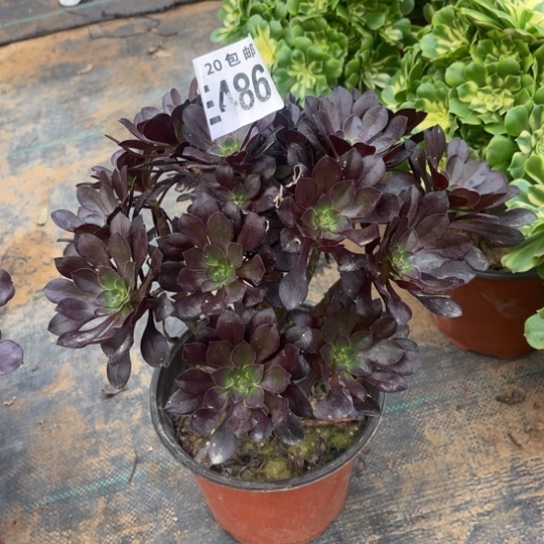 486黑法师不包断枝