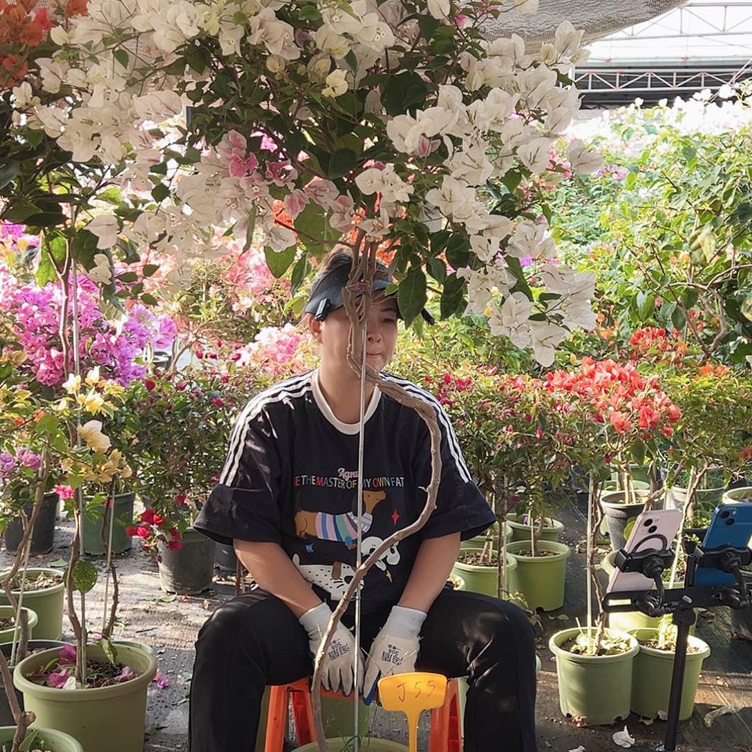 K***~大部分花苞少量开放J55广红樱