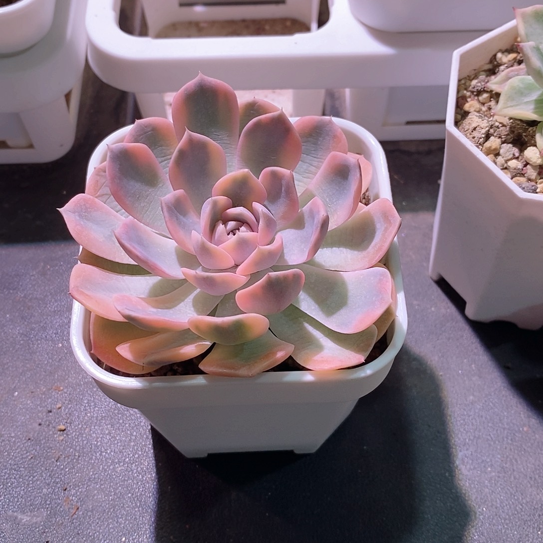 汉堡锦多肉植物多肉植物
