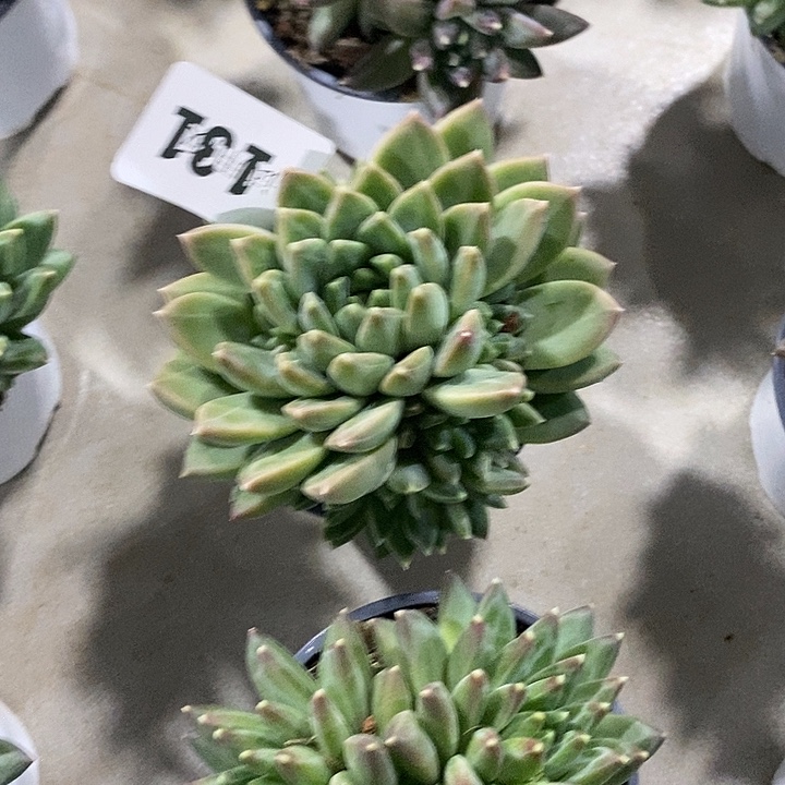 5***姐131暗羽精灵多肉植物