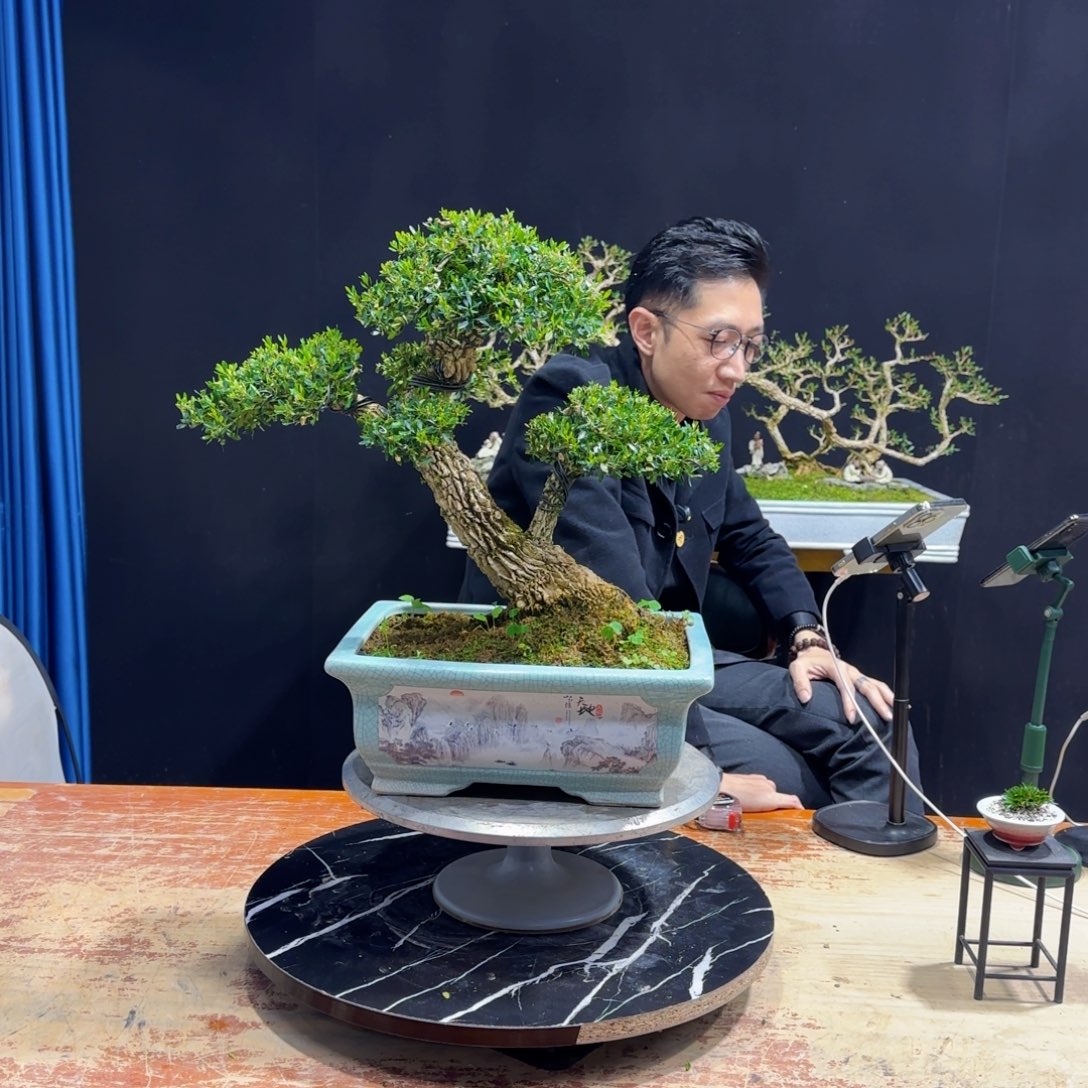 黄杨室内室外盆景艺术