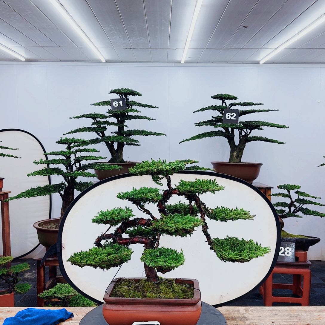 无花朵00000000000