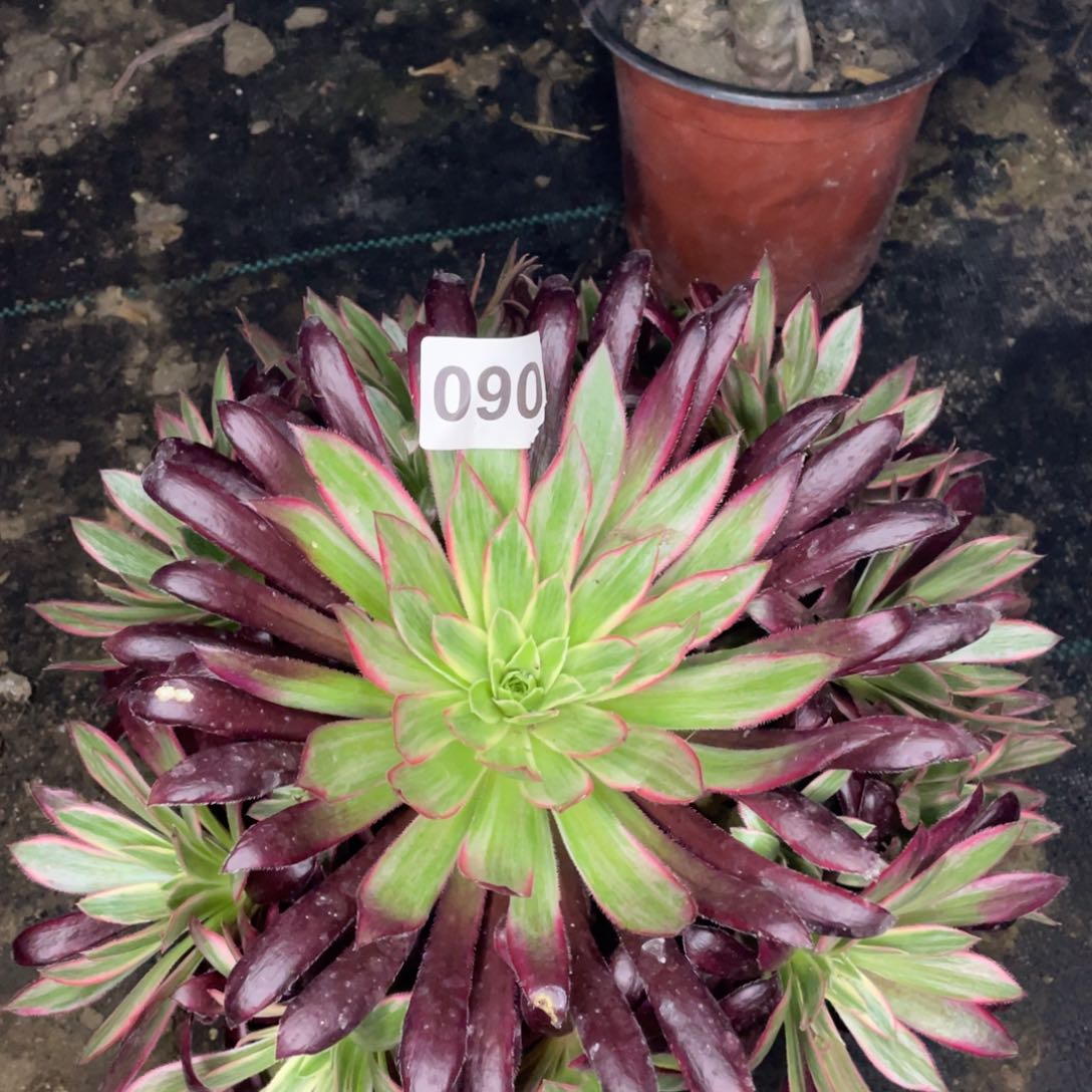 90号孔雀井惊鸿图展