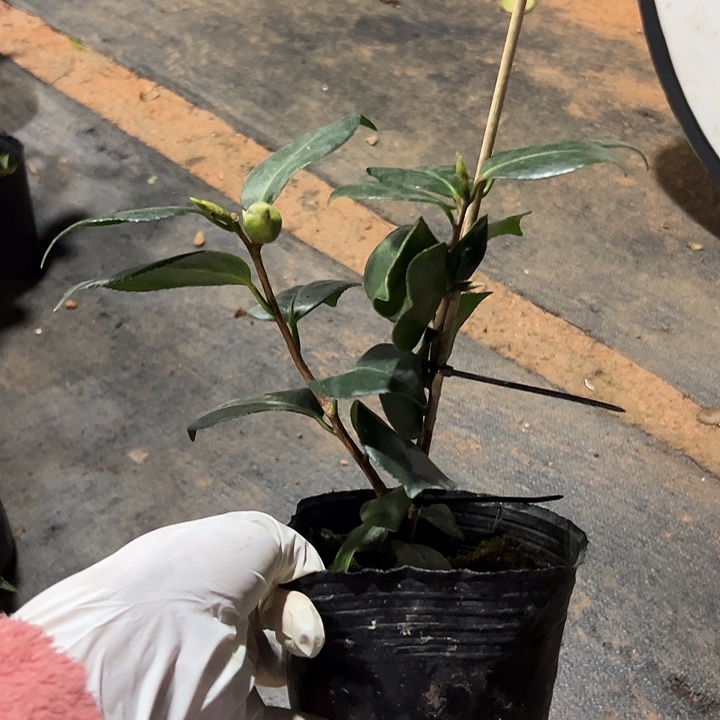 大部分花苞少量开放，隐叽