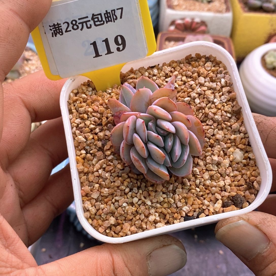 7119布鲁蓝缀化多肉植物