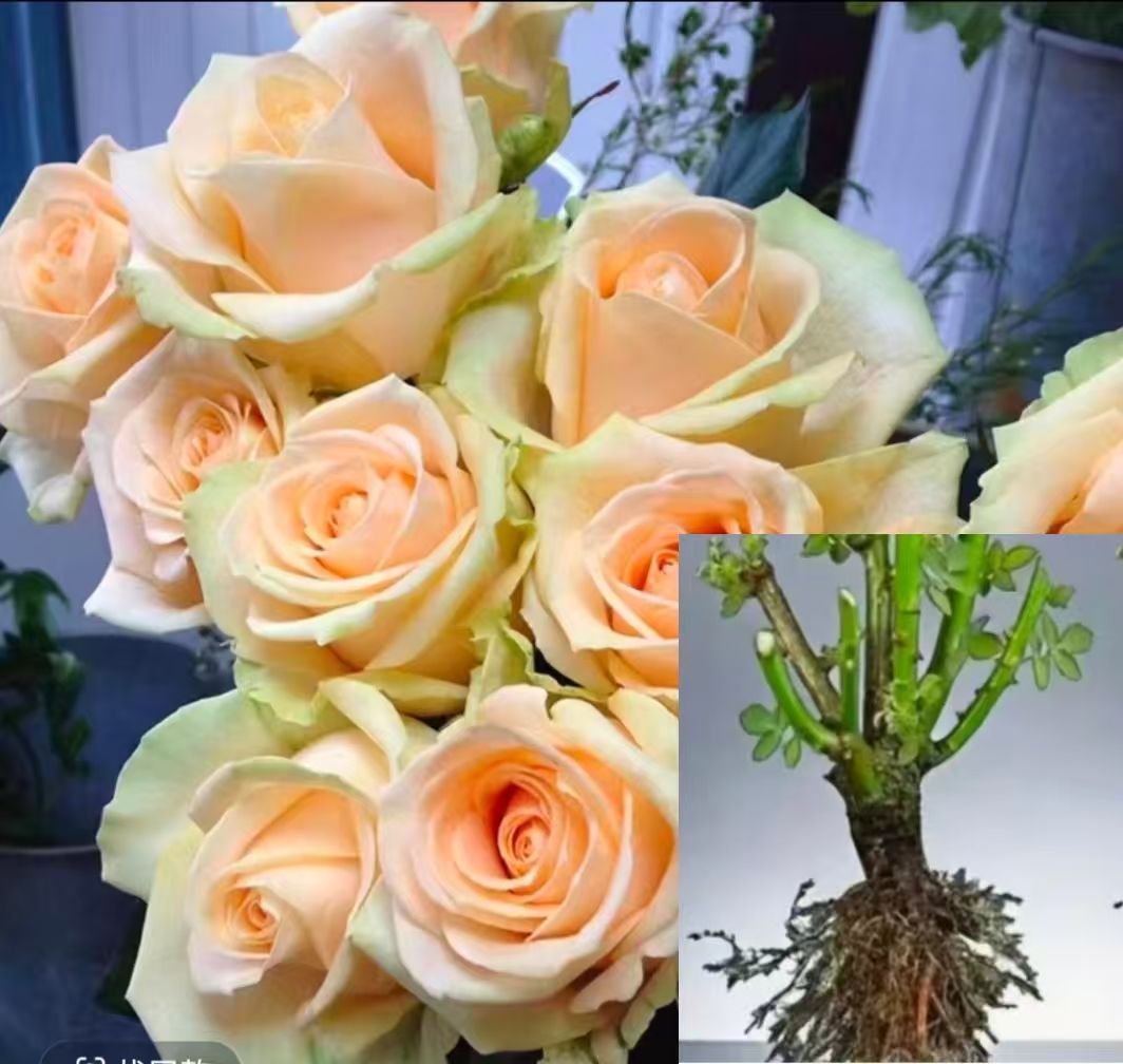 云南大花头香水玫瑰老桩，北方南方都适合栽种