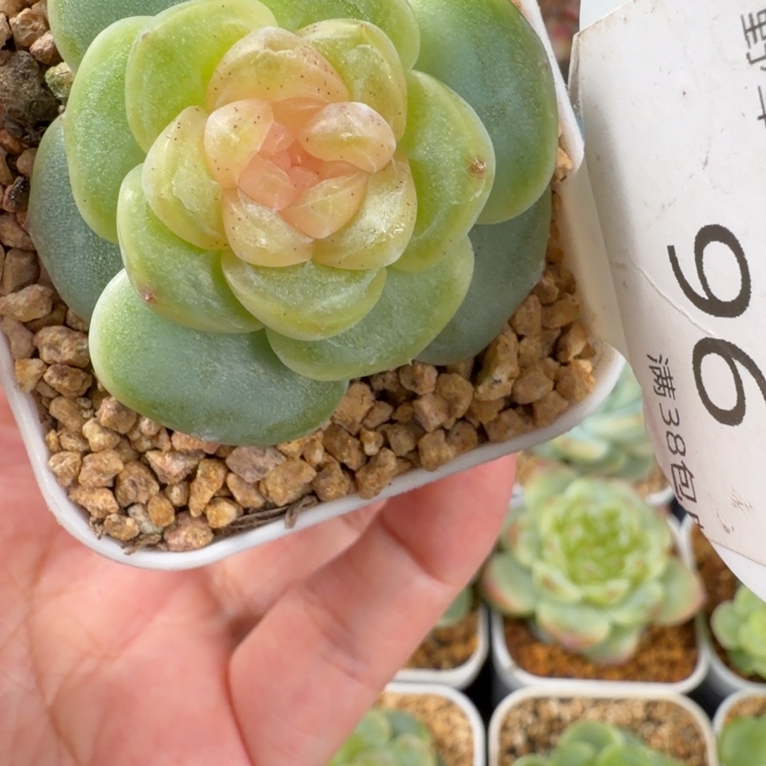 火烈鸟甜心单头96号