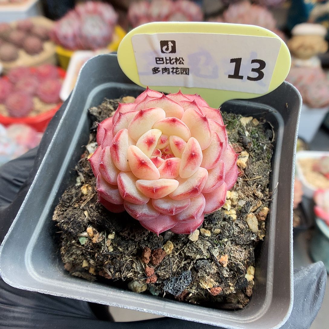 13 白胖子多肉多肉