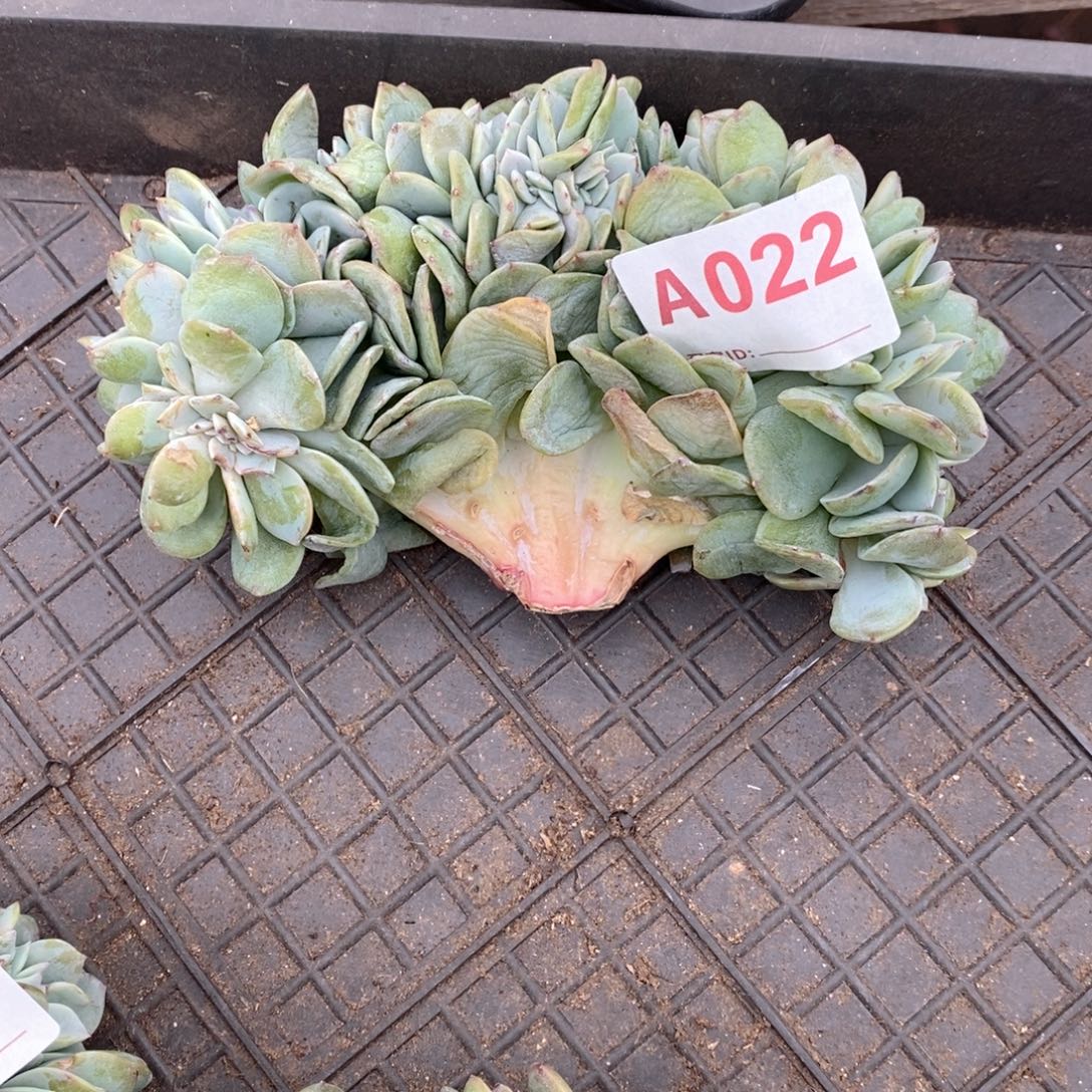 上***痕22白凤缀哇哇哇哇