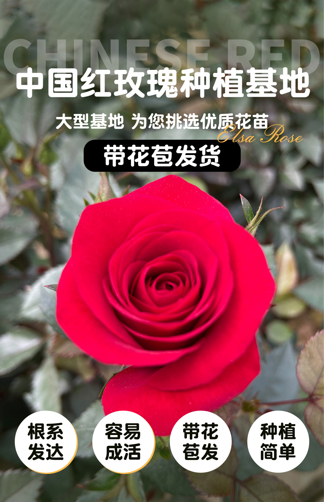 中国红玫瑰花苗带花苞开花盆栽花卉阳台庭院好养易活基地直发存在