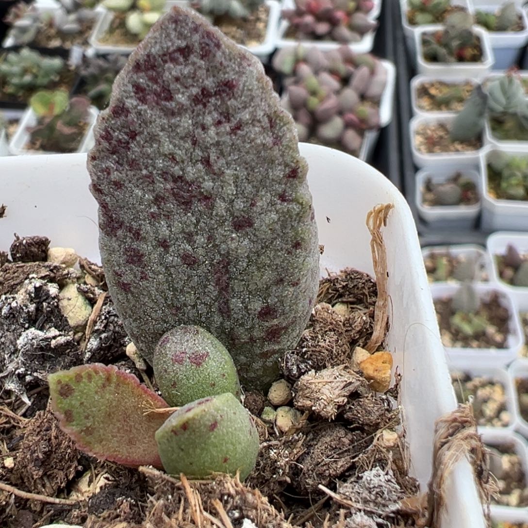 花瓣款实生新品大苗多肉植物