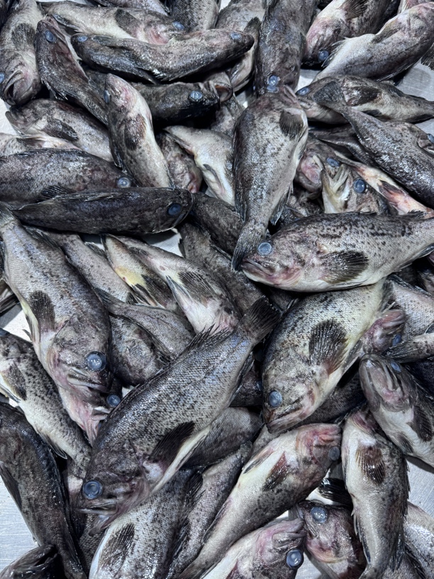 大连渤海湾野生黑鱼4斤 顺丰包邮