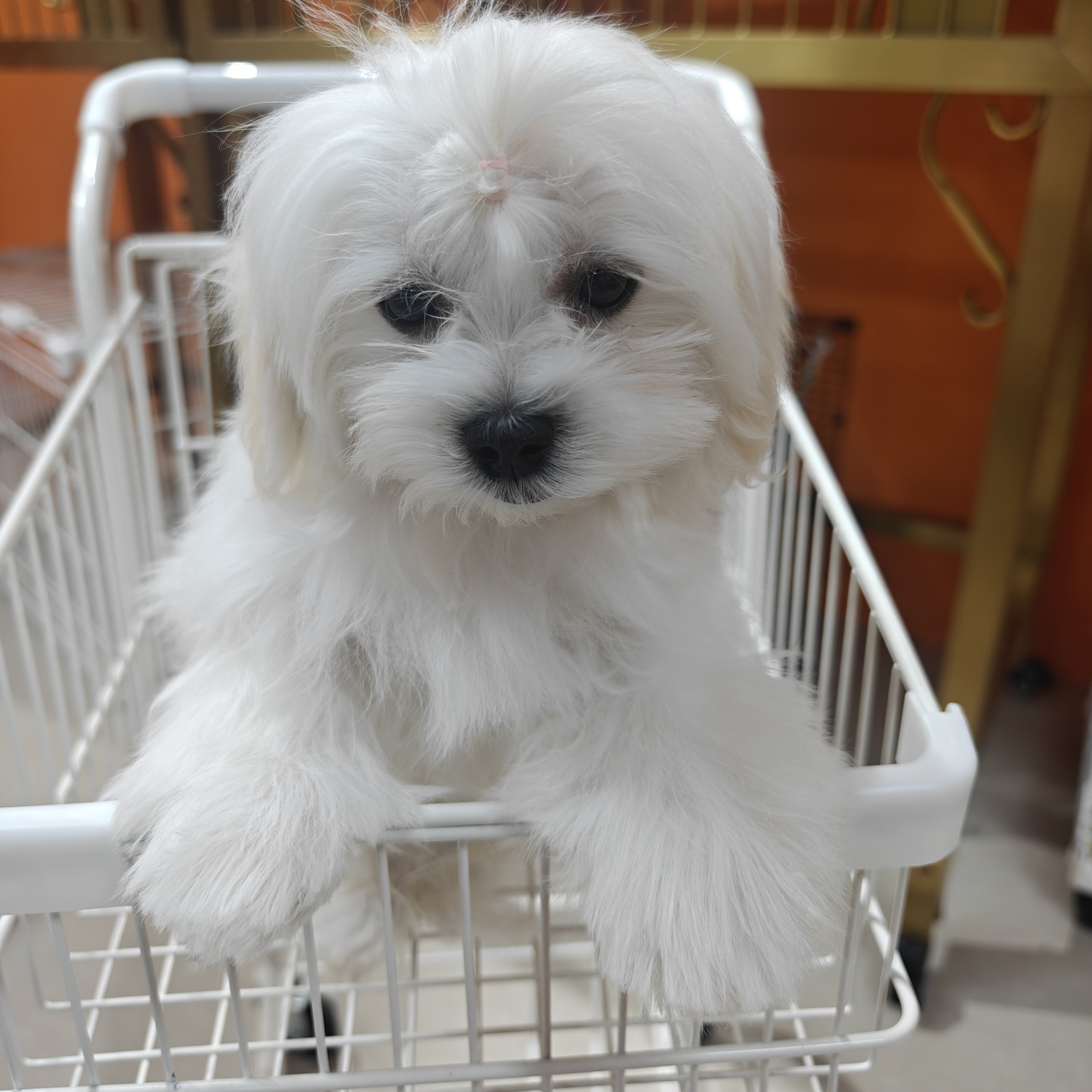 马尔济斯可爱小型犬家庭伴侣犬