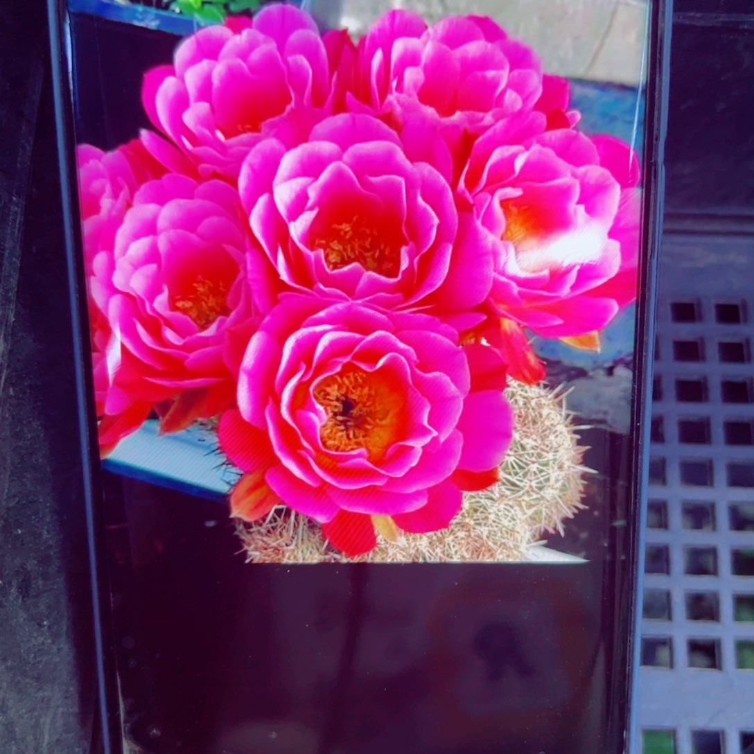 下78丽花赛牡丹歪无根侧芽3公分左右20包邮