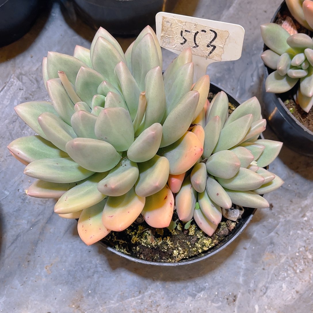 N***G00000000000000553