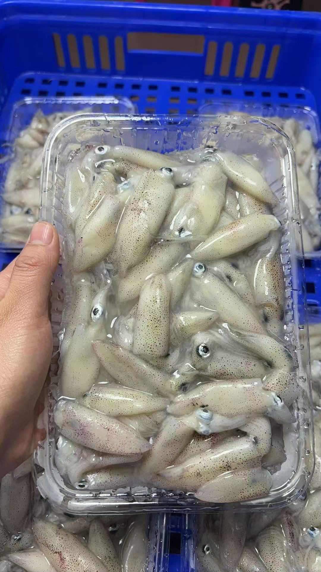 照灯子弹鱿鱼  5斤  （怕小勿拍）