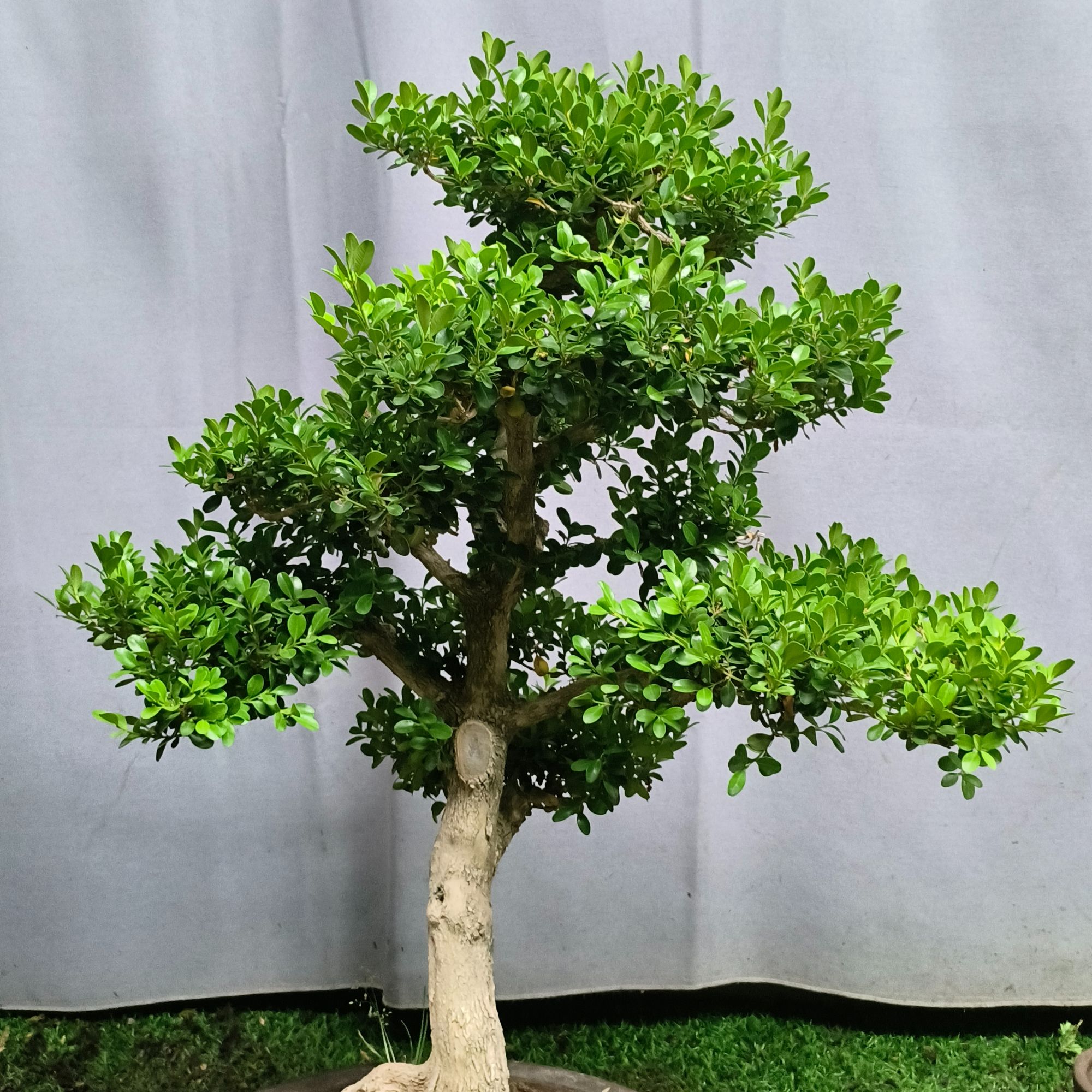 老桩盆景一物一拍（专用链接）