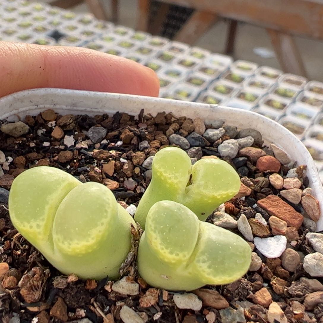 多肉植物百科251