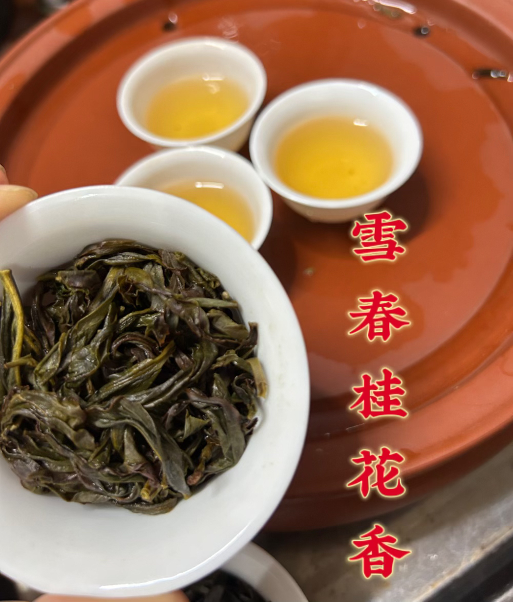 【雪春桂花香】2025年高山老枞满花香回甘耐泡花香足