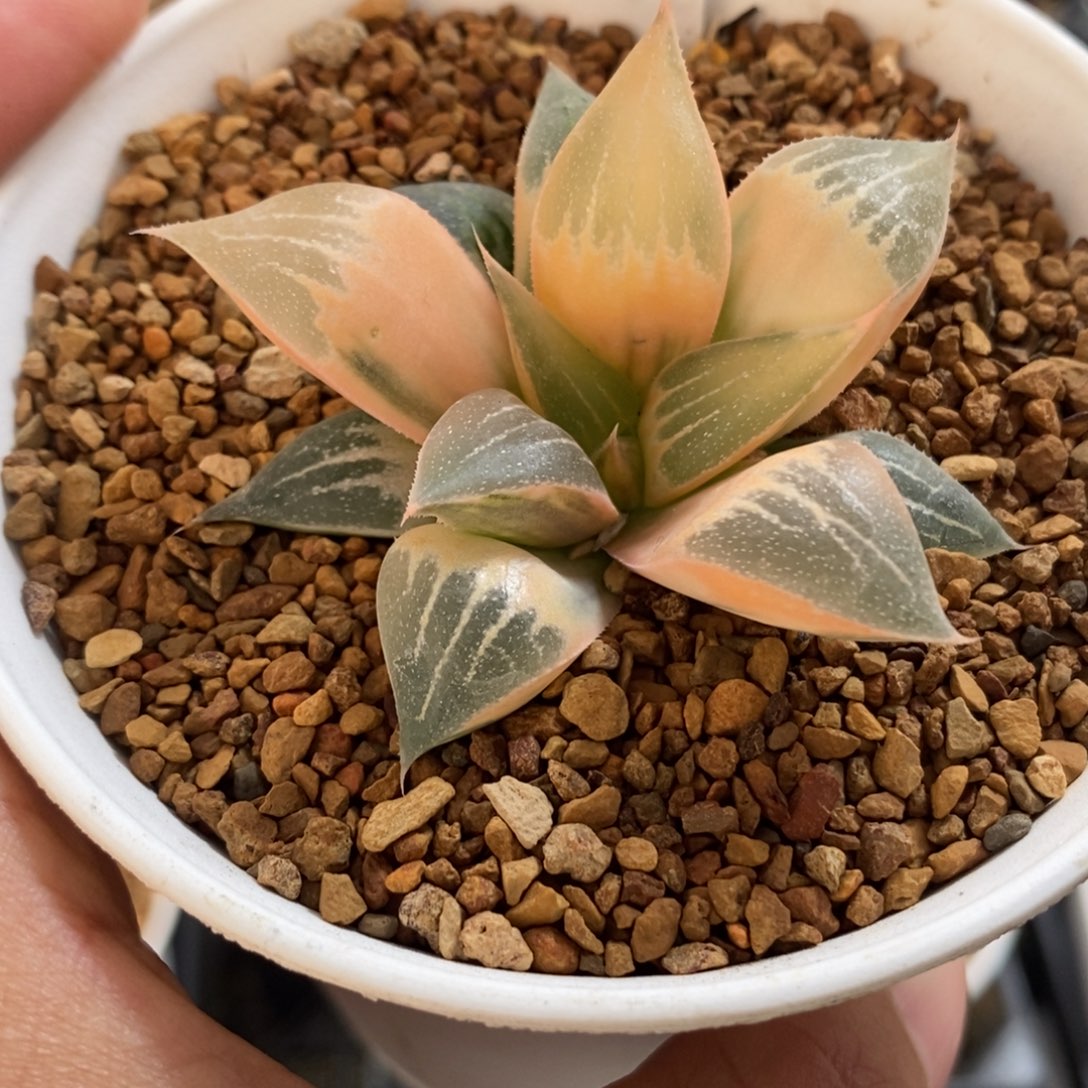 钓***者9实生糊斑寿锦一物一拍