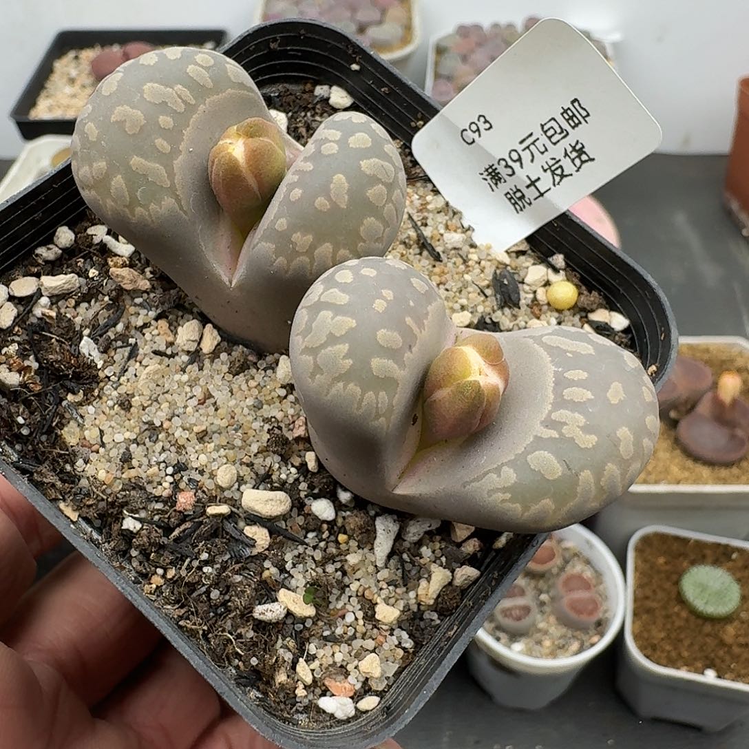 93多肉哈哈哈哈哈哈