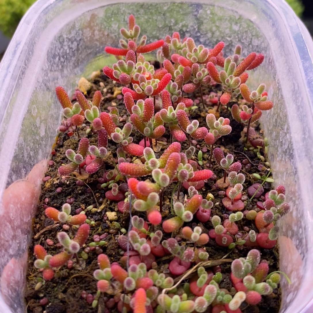 394混合切糕。  10个品种。     