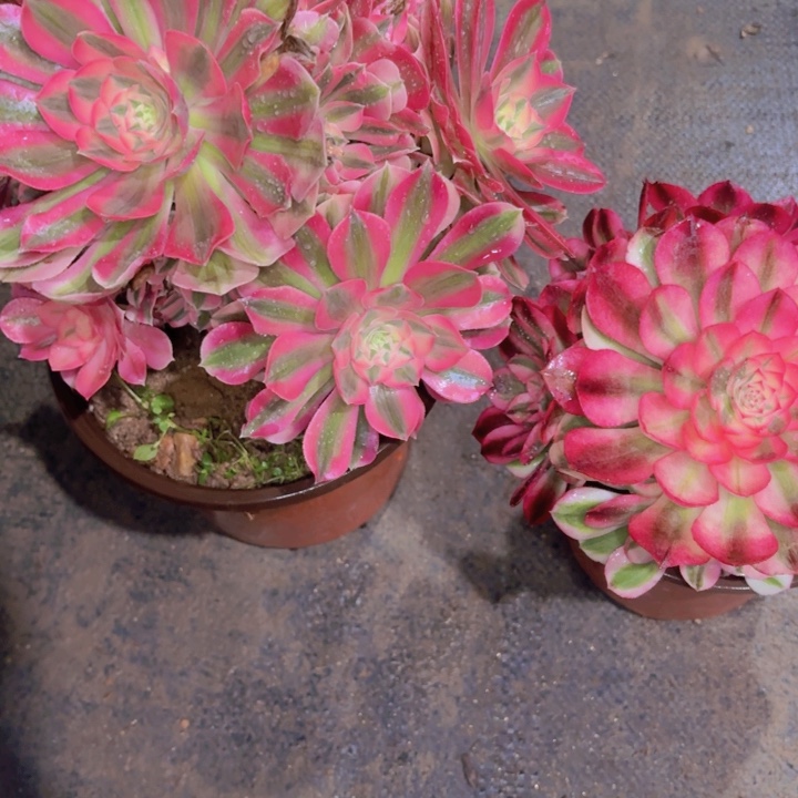 ?****?一物一拍组合两个70多肉