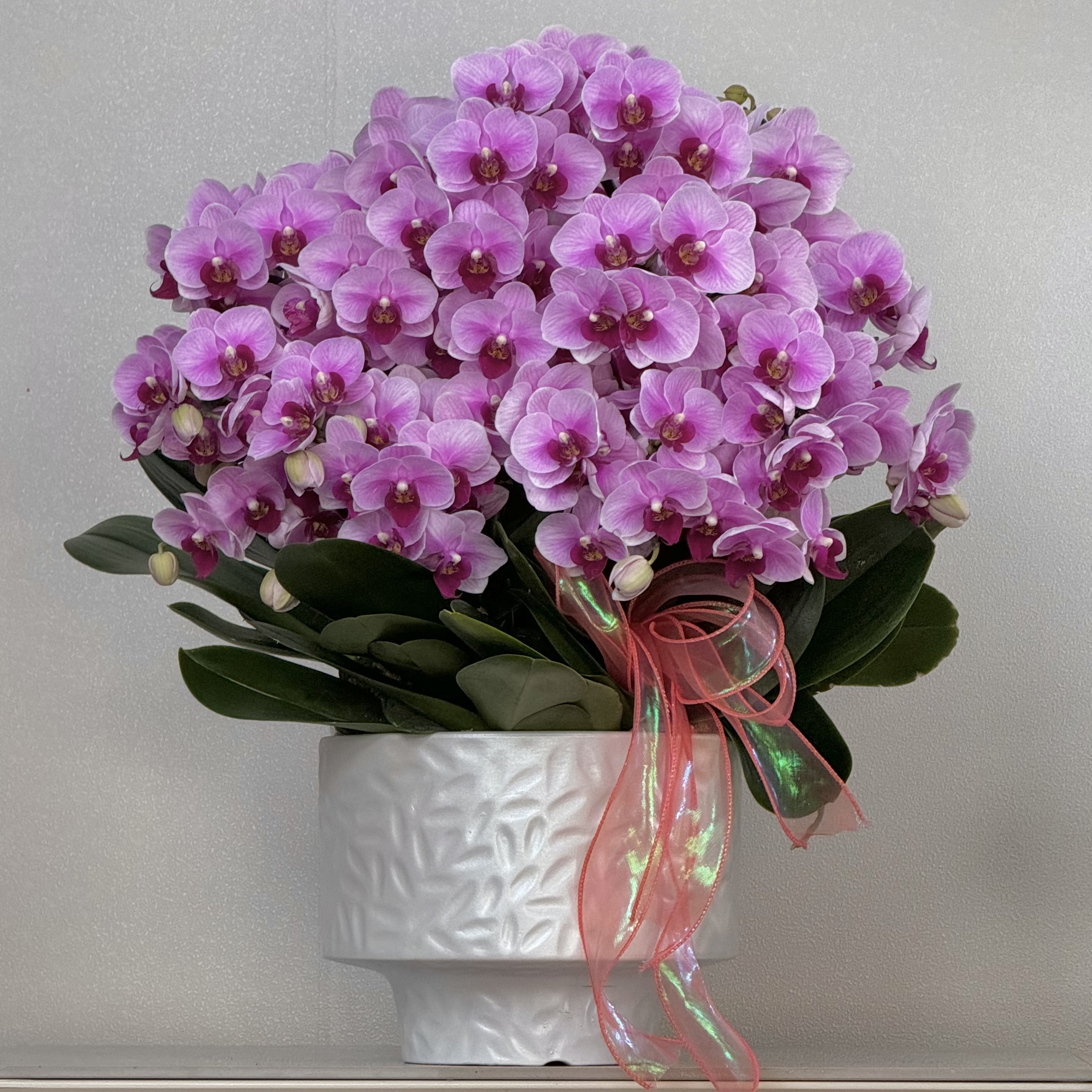 蝴蝶兰《宝贝》年宵爆款 粉色系客厅书桌花色娇艳耐养室内花