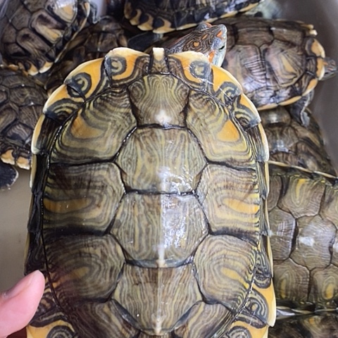 绿毛龟母凡高母一个