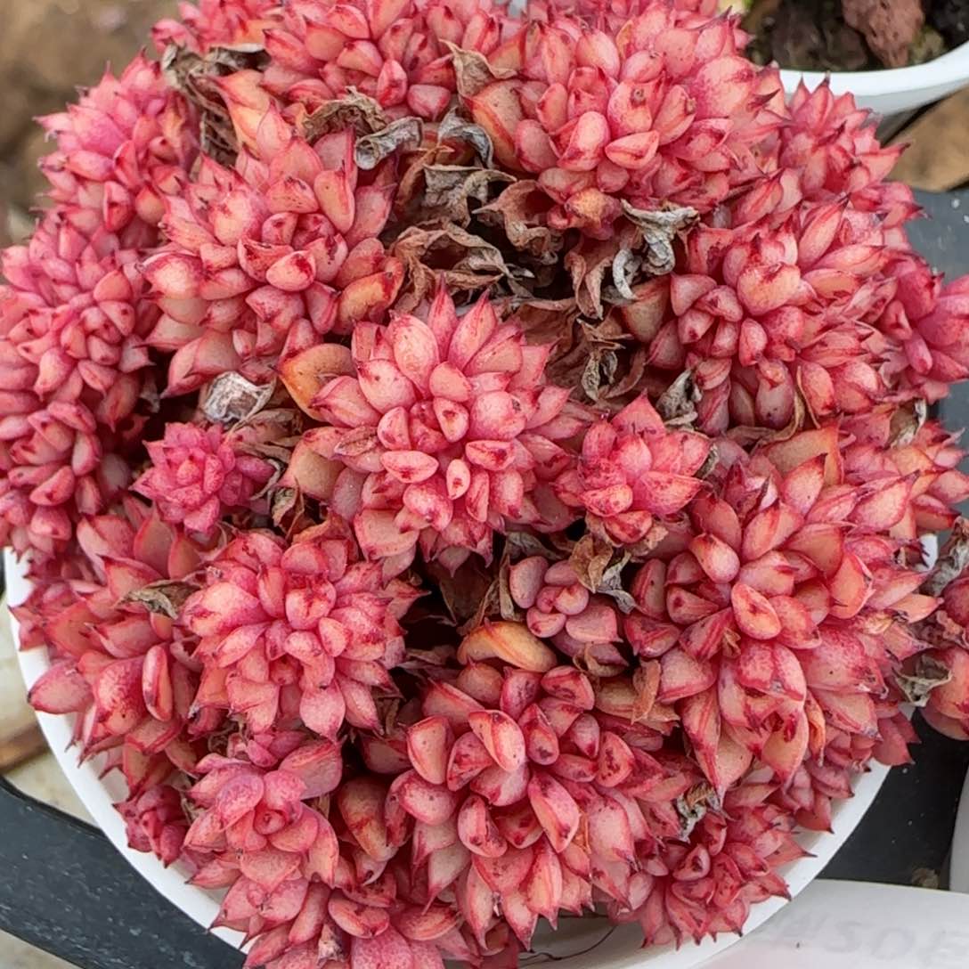 花语逸境0210-202