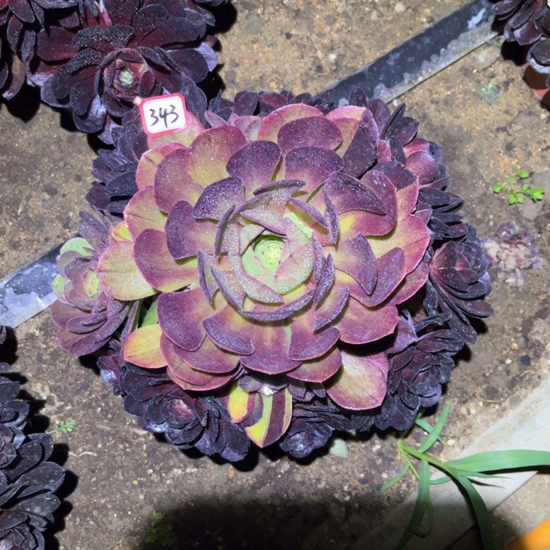 343多肉植物黑牡丹阴阳